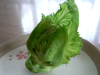 新種 野菜 祝蕾 しゅくらい Shochanのブログ